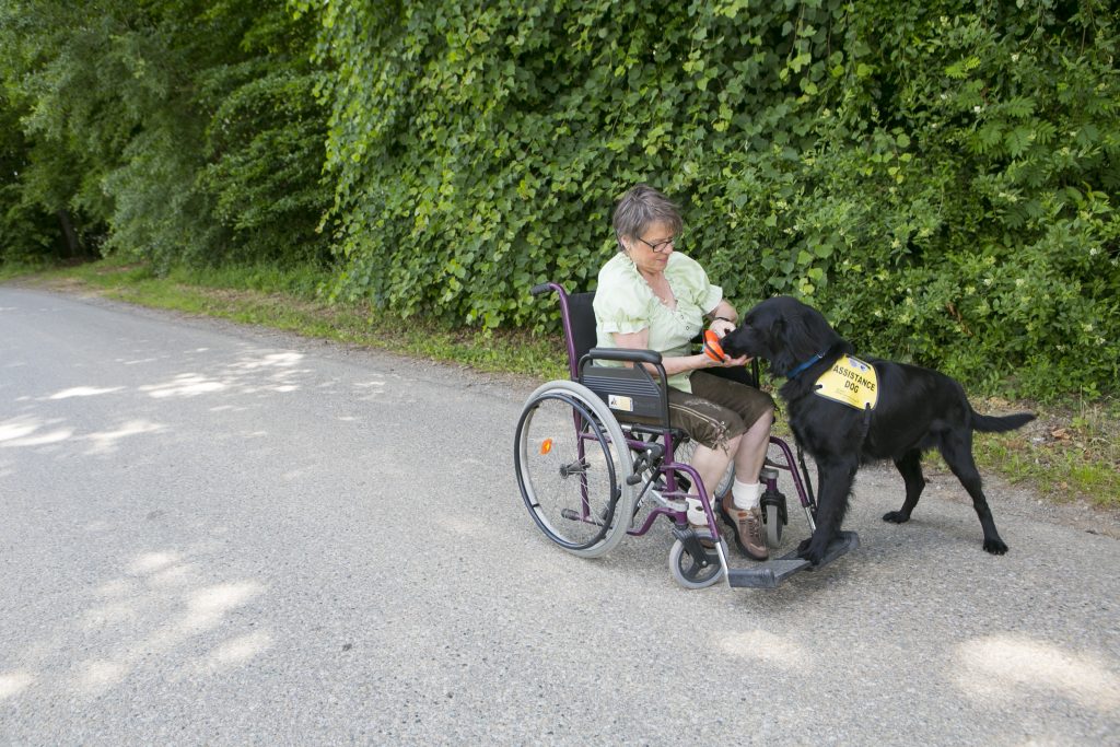 Trainerin Maria Gerstmann im Rollstuhl mit schwarzen Flat Coated Retriever der ihr einen Gegenstand in die Hand gibt.